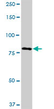 ADARB1 MaxPab mouse polyclonal antibody (B01)