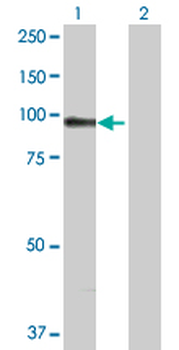 ACTN1 purified MaxPab rabbit polyclonal antibody (D01P)