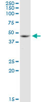 ACTB monoclonal antibody (M01), clone 3G4-F9