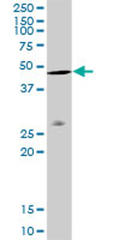 ACTB purified MaxPab rabbit polyclonal antibody (D01P)
