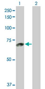 ACOX1 purified MaxPab mouse polyclonal antibody (B01P)