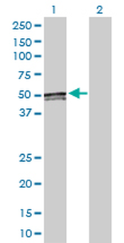 ACAA1 purified MaxPab rabbit polyclonal antibody (D01P)