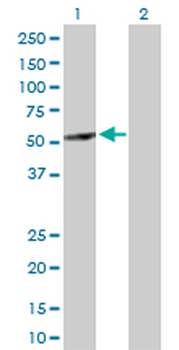 ABAT purified MaxPab rabbit polyclonal antibody (D01P)