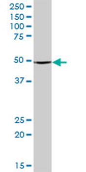 ABAT purified MaxPab mouse polyclonal antibody (B01P)