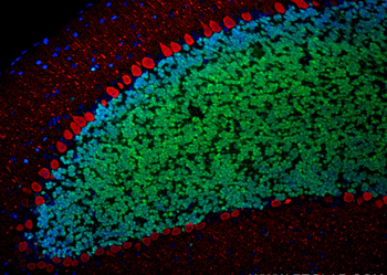 Multi-rAb CoraLite Plus 594-Goat Anti-Mouse Recombinant Secondary Antibody (H+L)
