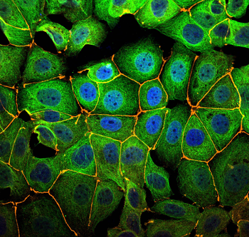 Multi-rAb CoraLite Plus 488-Goat Anti-Mouse Recombinant Secondary Antibody (H+L)