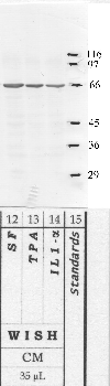 Anti-SerpinB6 Rabbit Polyclonal Antibody