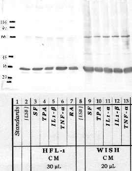 Anti-RECK Rabbit Polyclonal Antibody