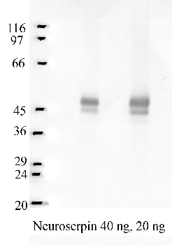 Anti-SERPINI1 Rabbit Polyclonal Antibody