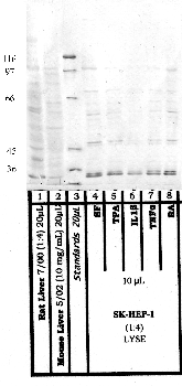 Anti-MBTPS1 Rabbit Polyclonal Antibody