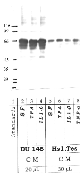 Anti-PCSK2 Rabbit Polyclonal Antibody