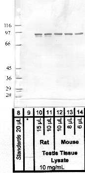 Anti-PRSS12 Rabbit Polyclonal Antibody