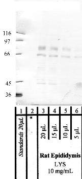 Anti-PRSS12 Rabbit Polyclonal Antibody