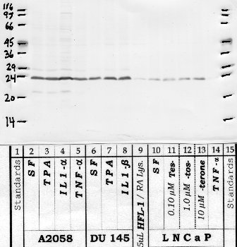 Anti-KLK12 Rabbit Polyclonal Antibody