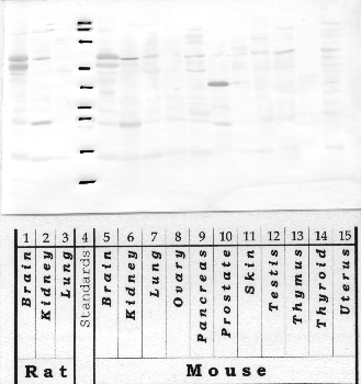 Anti-KLK12 Rabbit Polyclonal Antibody
