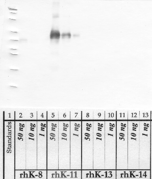 Anti-KLK11 Rabbit Polyclonal Antibody