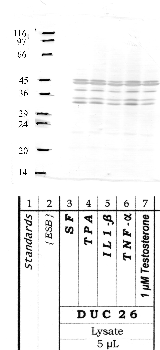 Anti-KLK10 Rabbit Polyclonal Antibody