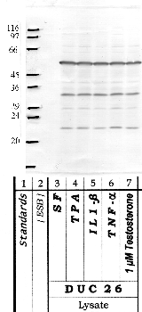 Anti-KLK10 Rabbit Polyclonal Antibody