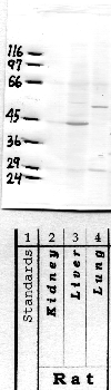 Anti-HPN Rabbit Polyclonal Antibody