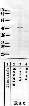 Anti-HPN Rabbit Polyclonal Antibody