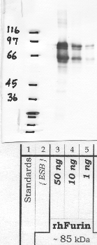 Anti-FURIN Rabbit Polyclonal Antibody