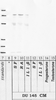 Anti-DPP9 Rabbit Polyclonal Antibody