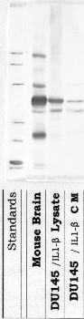 Anti-DPP6 Rabbit Polyclonal Antibody