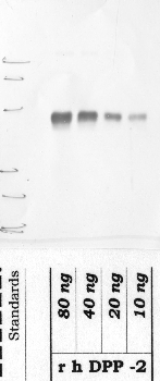 Anti-DPP7 Rabbit Polyclonal Antibody