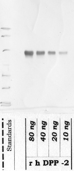 Anti-DPP7 Rabbit Polyclonal Antibody