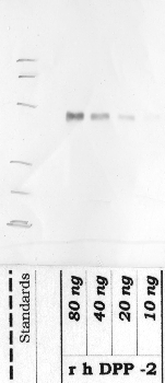 Anti-DPP7 Rabbit Polyclonal Antibody