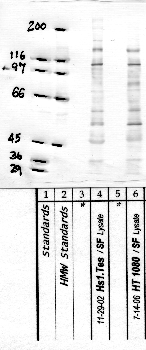 Anti-NRDC Rabbit Polyclonal Antibody
