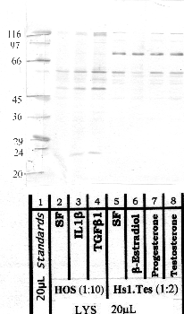 Anti-MMP21 Rabbit Polyclonal Antibody