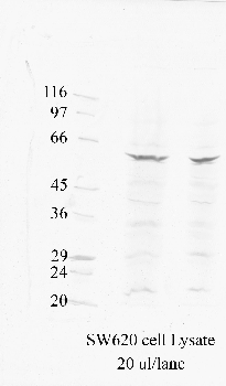 Anti-MMP17 Rabbit Polyclonal Antibody