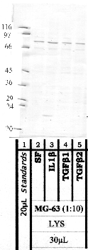 Anti-MMP17 Rabbit Polyclonal Antibody