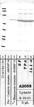 Anti-MMP14 Rabbit Polyclonal Antibody