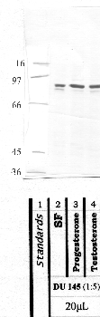 Anti-LMLN Rabbit Polyclonal Antibody
