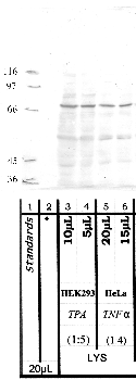 Anti-DPP3 Rabbit Polyclonal Antibody