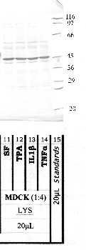 Anti-AMZ2 Rabbit Polyclonal Antibody