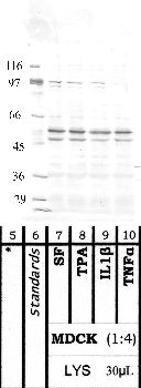 Anti-ADAMTS15 Rabbit Polyclonal Antibody
