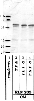Anti-ADAMTS12 Rabbit Polyclonal Antibody