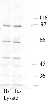 Anti-ADAM30 Rabbit Polyclonal Antibody
