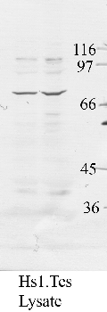 Anti-ADAM29 Rabbit Polyclonal Antibody
