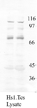 Anti-ADAM29 Rabbit Polyclonal Antibody