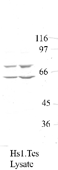 Anti-ADAM29 Rabbit Polyclonal Antibody