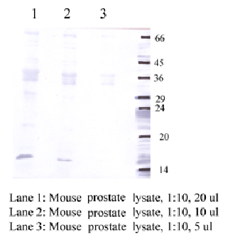Anti-CSTF Rabbit Polyclonal Antibody