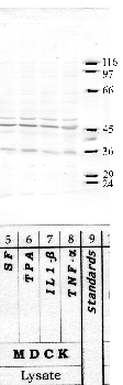 Anti-LGMN Rabbit Polyclonal Antibody