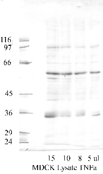 Anti-CTSO Rabbit Polyclonal Antibody