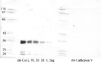 Anti-CTSL Rabbit Polyclonal Antibody