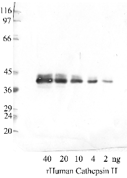 Anti-CTSH Rabbit Polyclonal Antibody