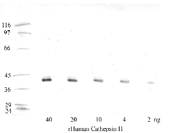 Anti-CTSH Rabbit Polyclonal Antibody
